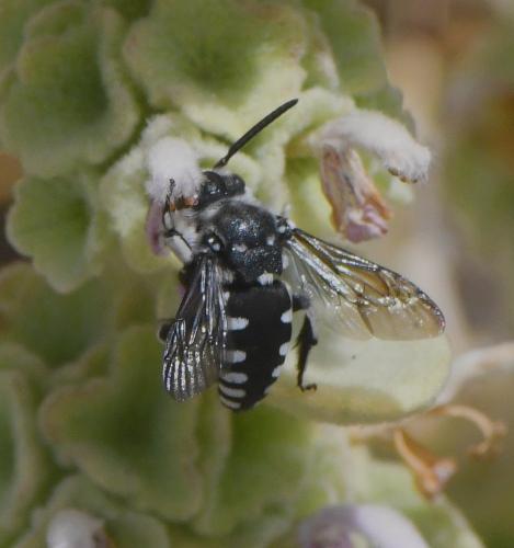 Thyreus ramosus